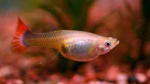 Než krmení lodí guppi v prvních dnech doma?